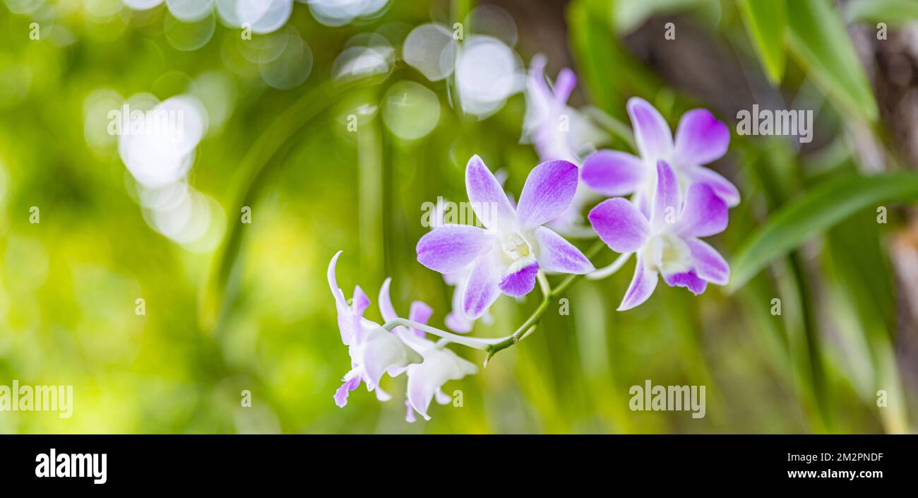 Orchideenblume für Postkartenschönheit und Landwirtschaftsdesign. Wunderschöne Orchideenblüten im Garten, in voller Blüte auf dem Bauernhof, auf grüner Natur verwischen den Hintergrund Stockfoto