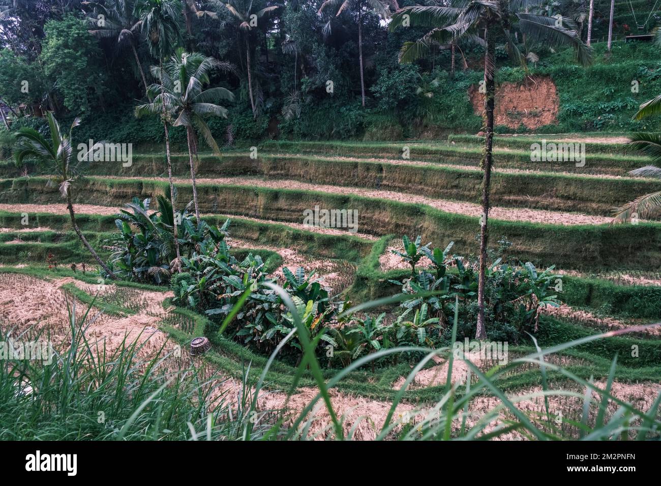 Reisterrassen tegalalang. Bali. Blick auf die rauschenden Reisfelder vor der Kulisse von Palmen. Sehenswürdigkeiten bali, Inonesia. Atemberaubend Stockfoto