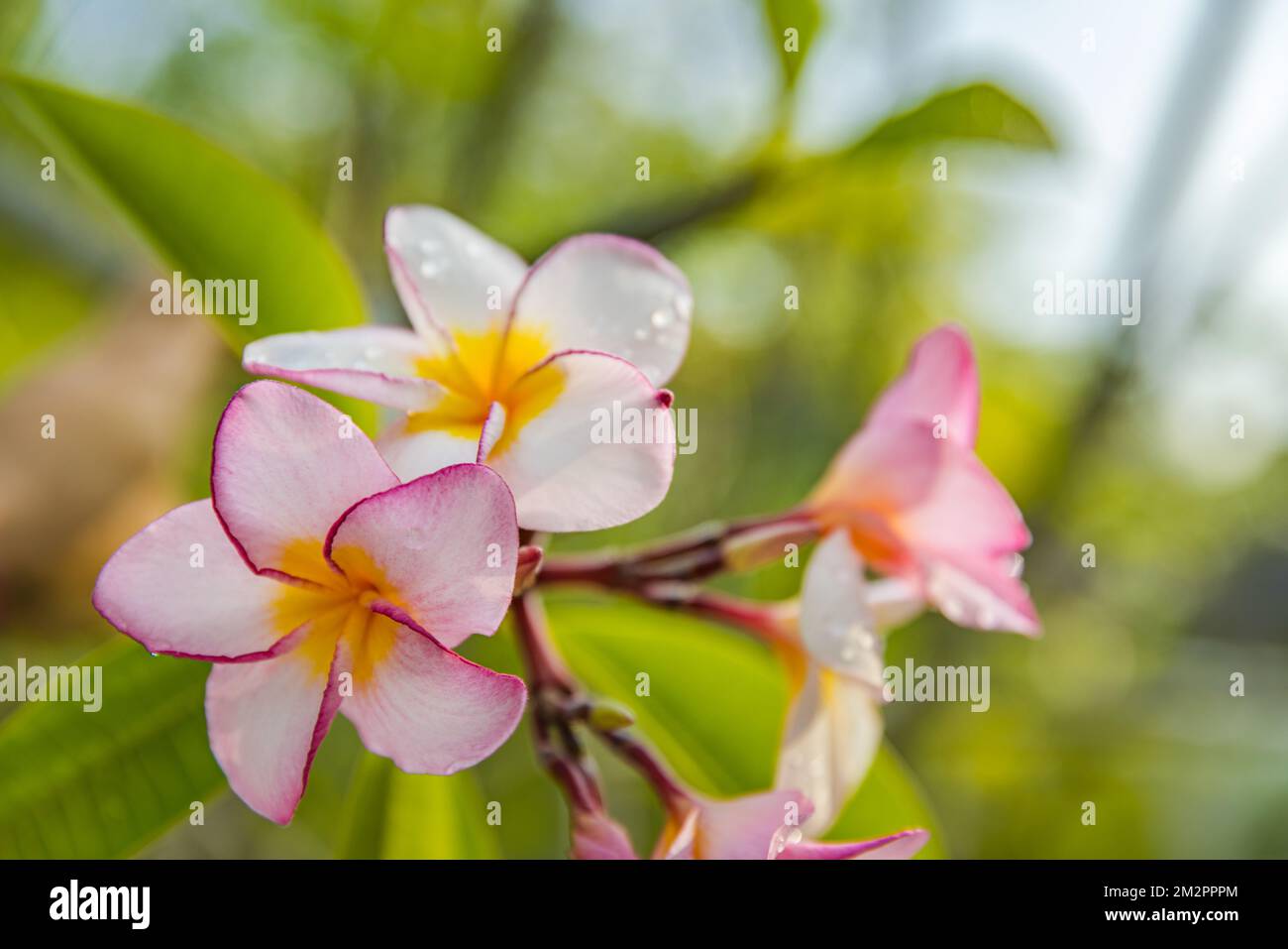 Exotische, farbenfrohe Blume auf einem hellen, verschwommenen tropischen natürlichen Hintergrund. Romantisches Blumenmuster mit Liebe, Gartenhintergrund im Dschungelpark. Tropen Stockfoto