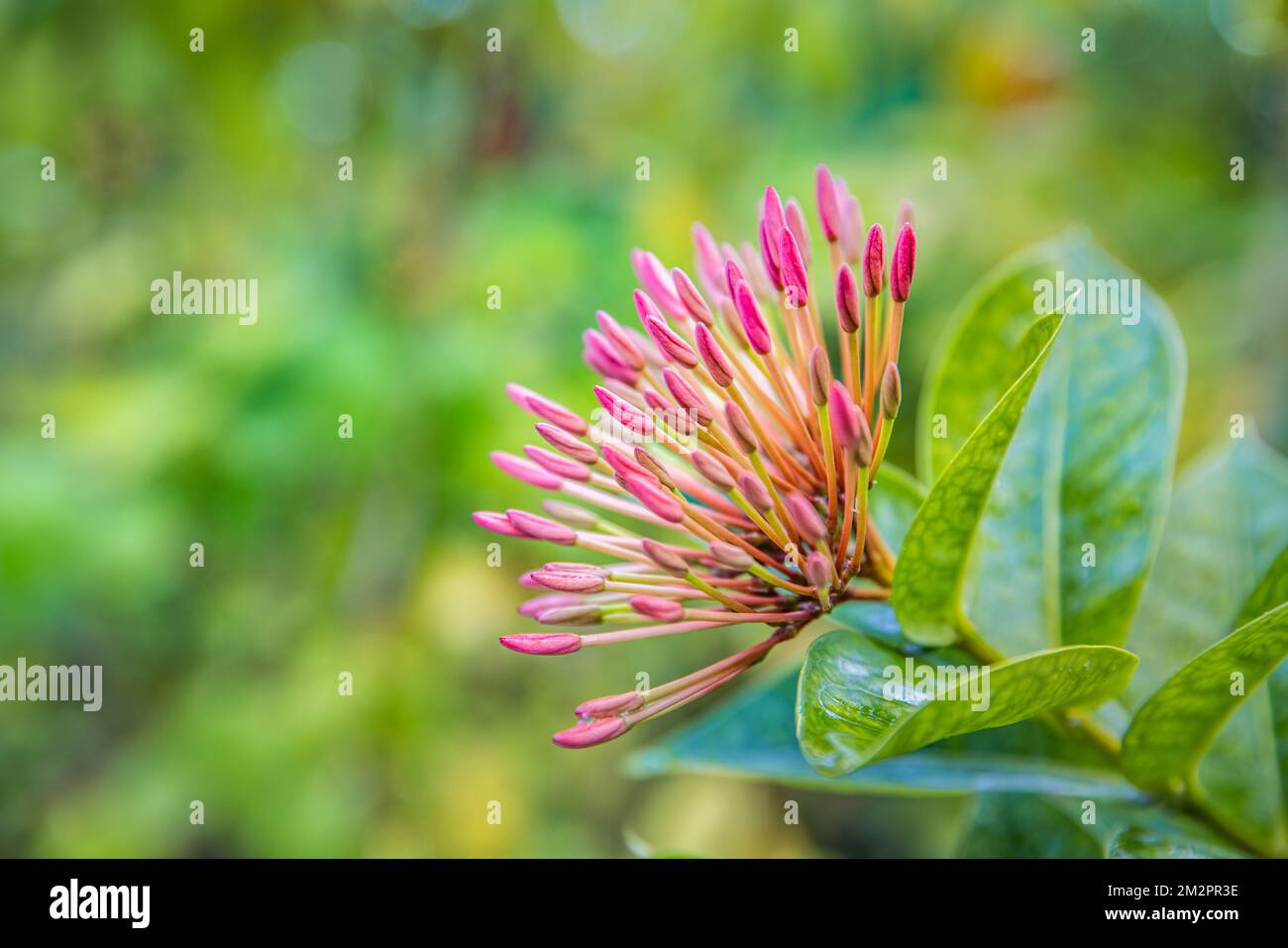 Farbenfrohe rosafarbene Blume auf grünem tropischem Laub mit Naturhintergrund. Exotischer Blumennahegarten in Gartentropen. Frische Blütenknospen auf grünen Blättern Stockfoto