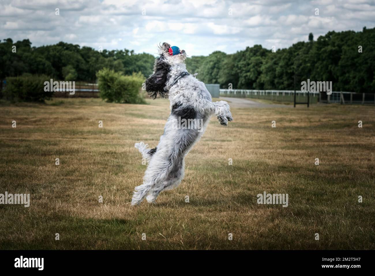 Schwarz-Weißer Cockapoo jagt einen Ball auf einem Feld auf voller Strecke Stockfoto