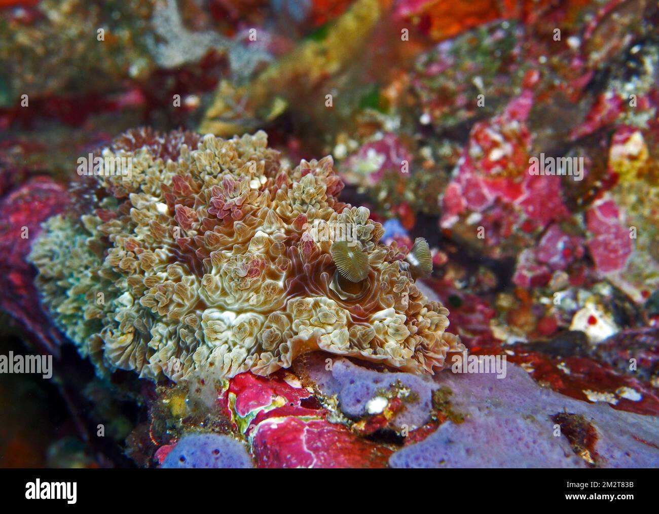 Tauchen Kalimaya Dive Resort: Stockfoto