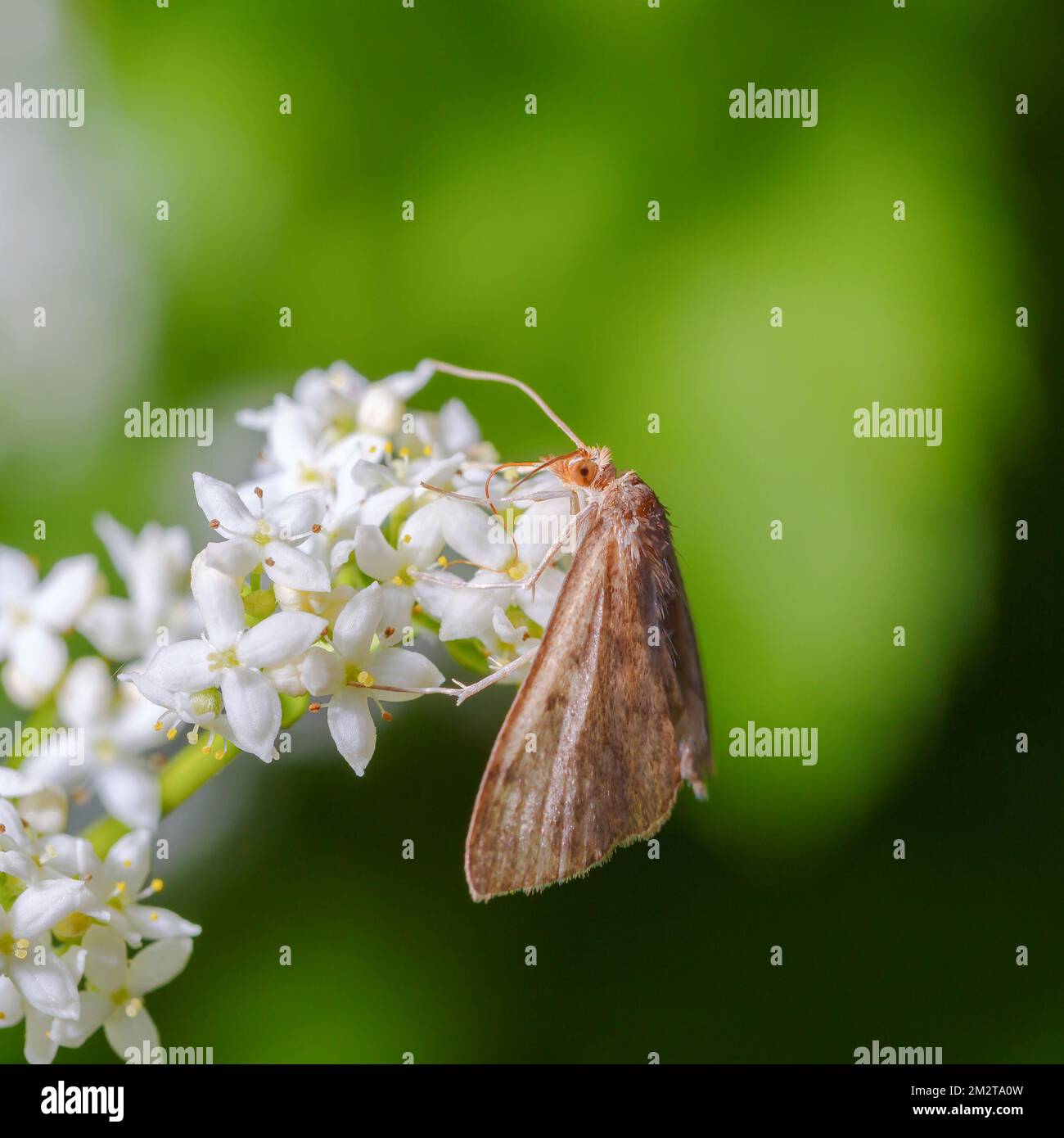 Eine flauschige Motte mit einem langen Proboscis ernährt sich von weißen Blumen.Makrofoto. Stockfoto