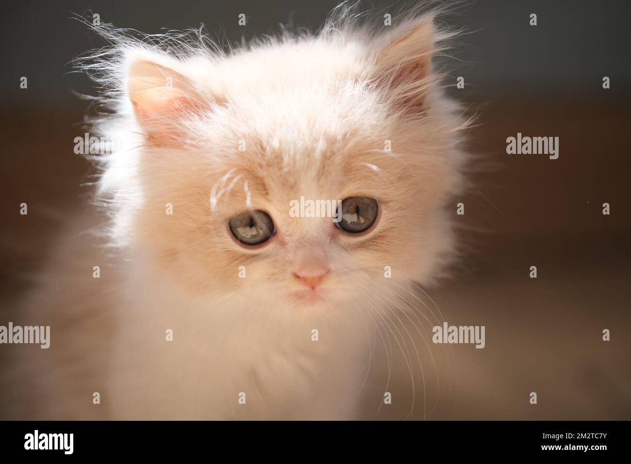 Schließen Sie ein hübsches englisches Kurzhaar-Baby mit weißer Sahne unter Sonnenschein. Ich schaue in die Kamera Stockfoto