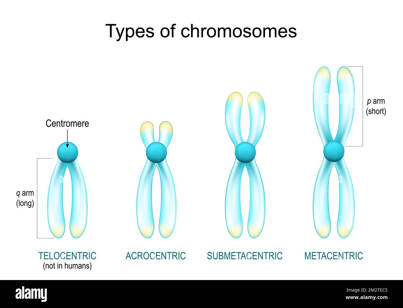 Chromosomentypen. Struktur des Chromosoms mit Centromere, langen und kurzen Armen. Metazentrisch, Submetazentrisch, Akrozentrisch, Telozentrisch. Transparent Stock Vektor