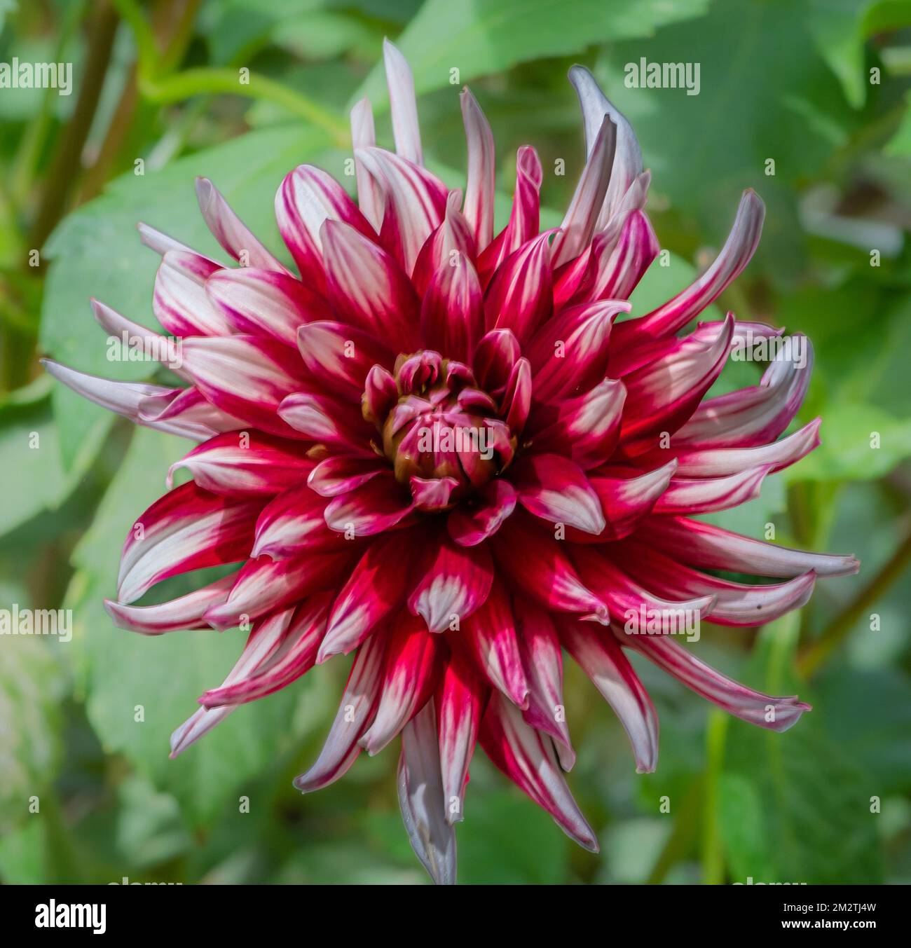 Eine einzelne Blume des Dahlia-Kaktus "Friquolet", . Semikactus Dahlias. Selektiver Fokus Stockfoto