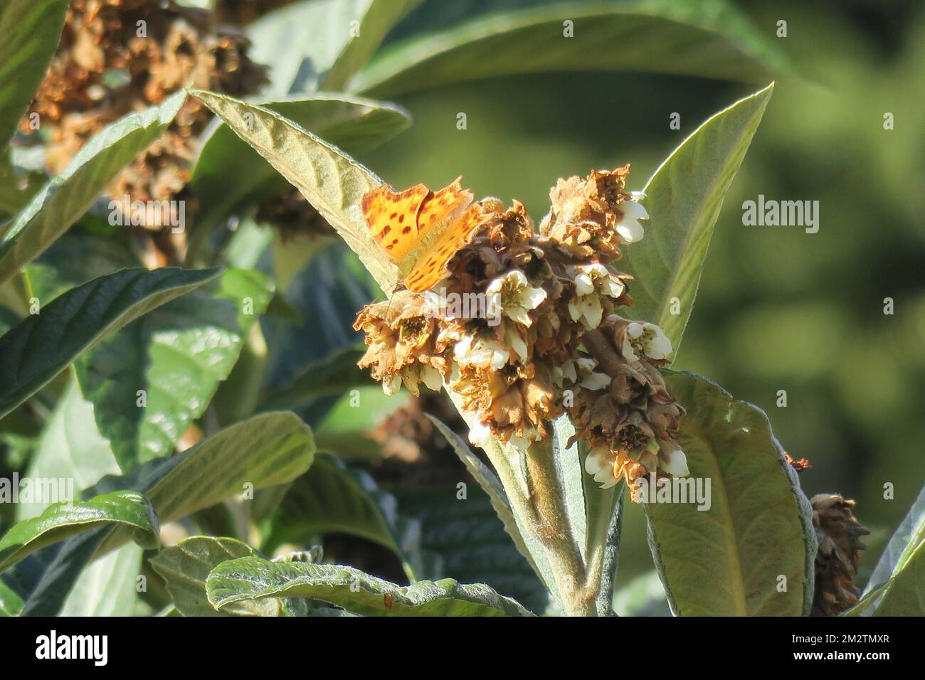 Die Schönheit der Natur in Farben Stockfoto