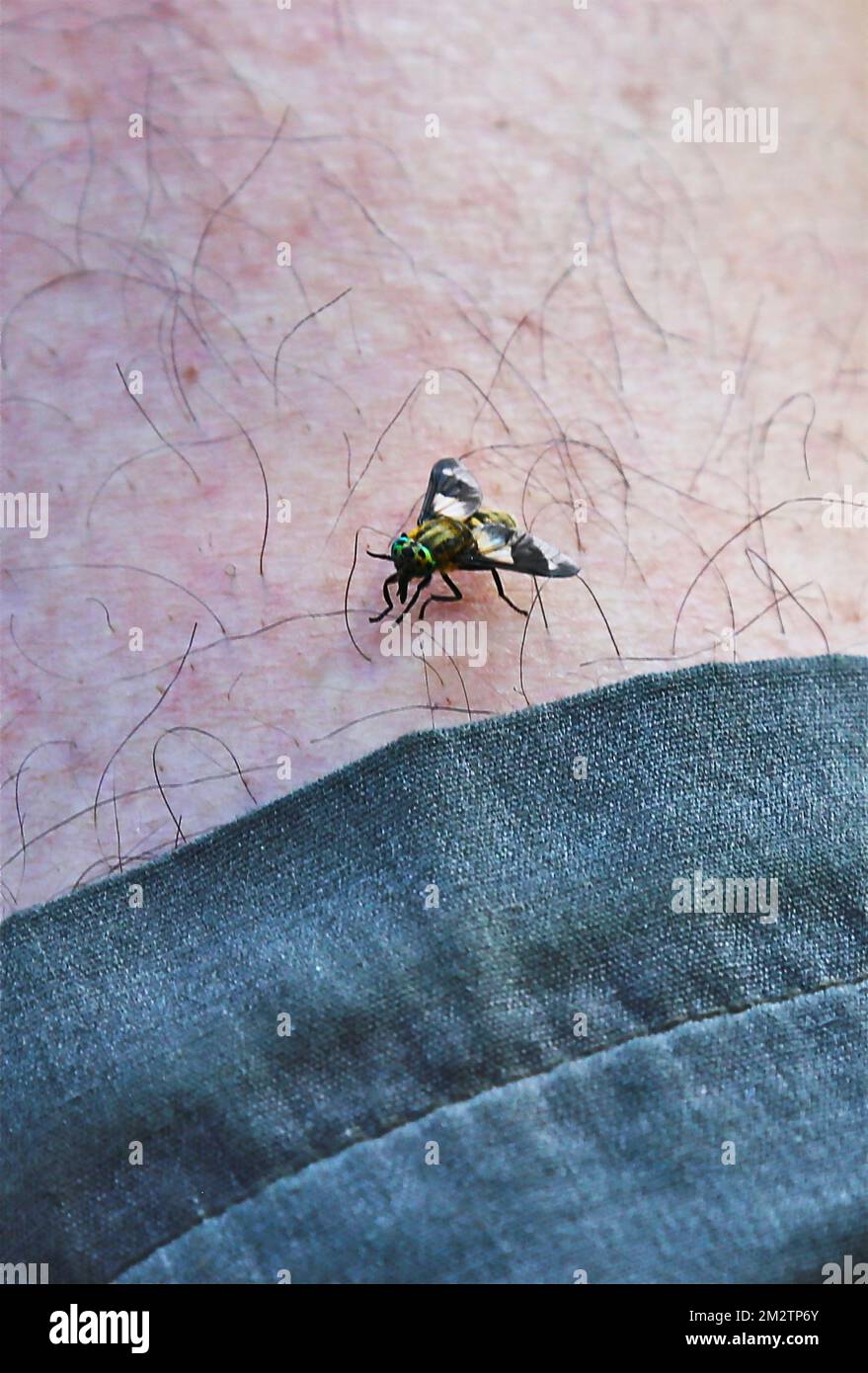 Insekt Chrysops relictus am menschlichen Bein Stockfoto