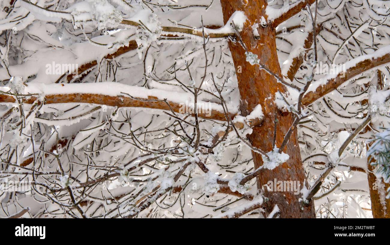 Snowy Pines, Scots Pine, Pinus sylvestris, Sierra de Guadarrama National Park, Segovia, Kastilien Leon, Spanien, Europa Stockfoto