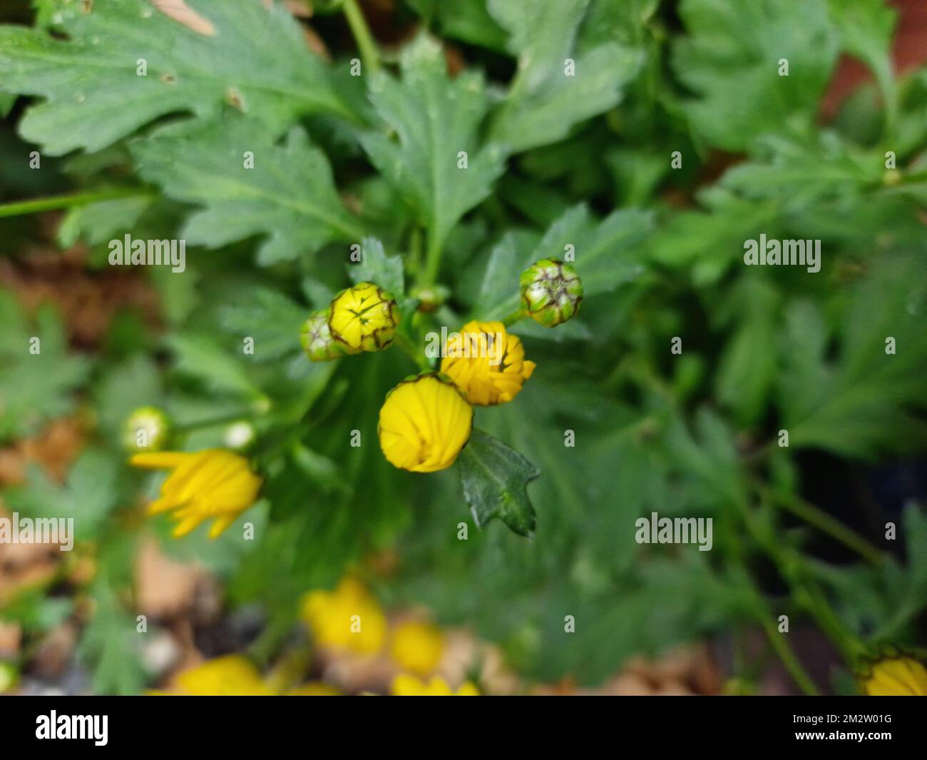 Gelbe Blütenblätter. Chrysanthemen-Makrofotografie. Wunderschöne Natur. Blühende Pflanzen. Grün im Hintergrund. Außenfoto. Gelbe Blumen. Stockfoto