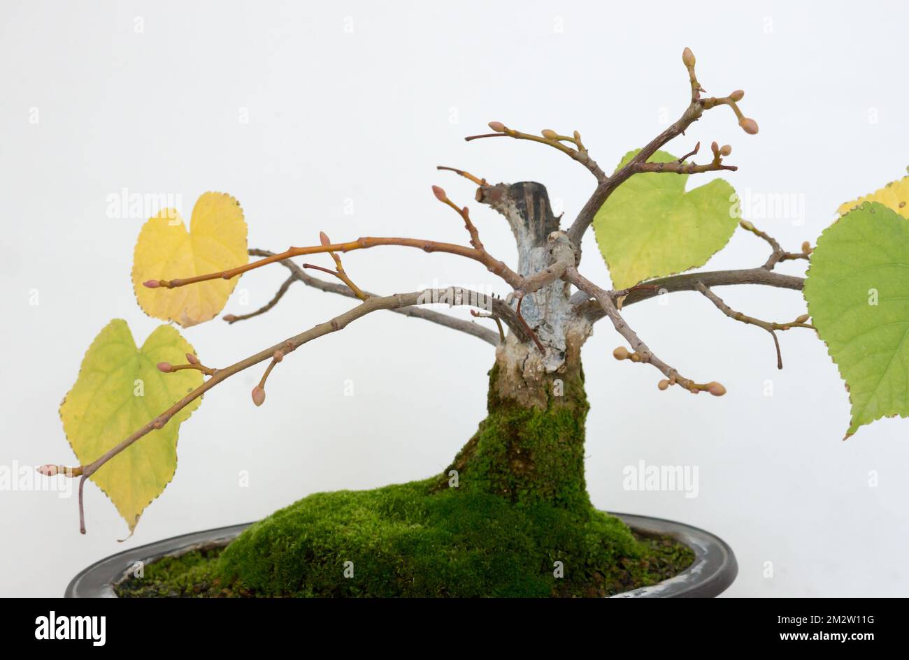 lechuza pon fr bonsai Lechuza Pon Plant Substrate 2.7 US.dry.gal (12 L)  Magic Valley Gardens