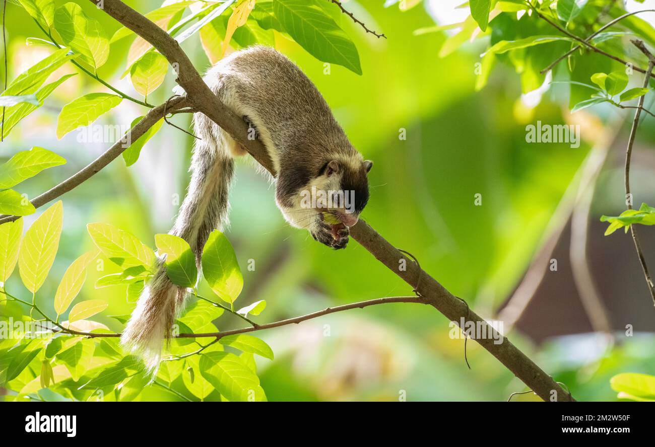 Riesenhörnchen aus Sri Lanka auf einem Ast, das wilde Früchte im tropischen Wald füttert. Stockfoto