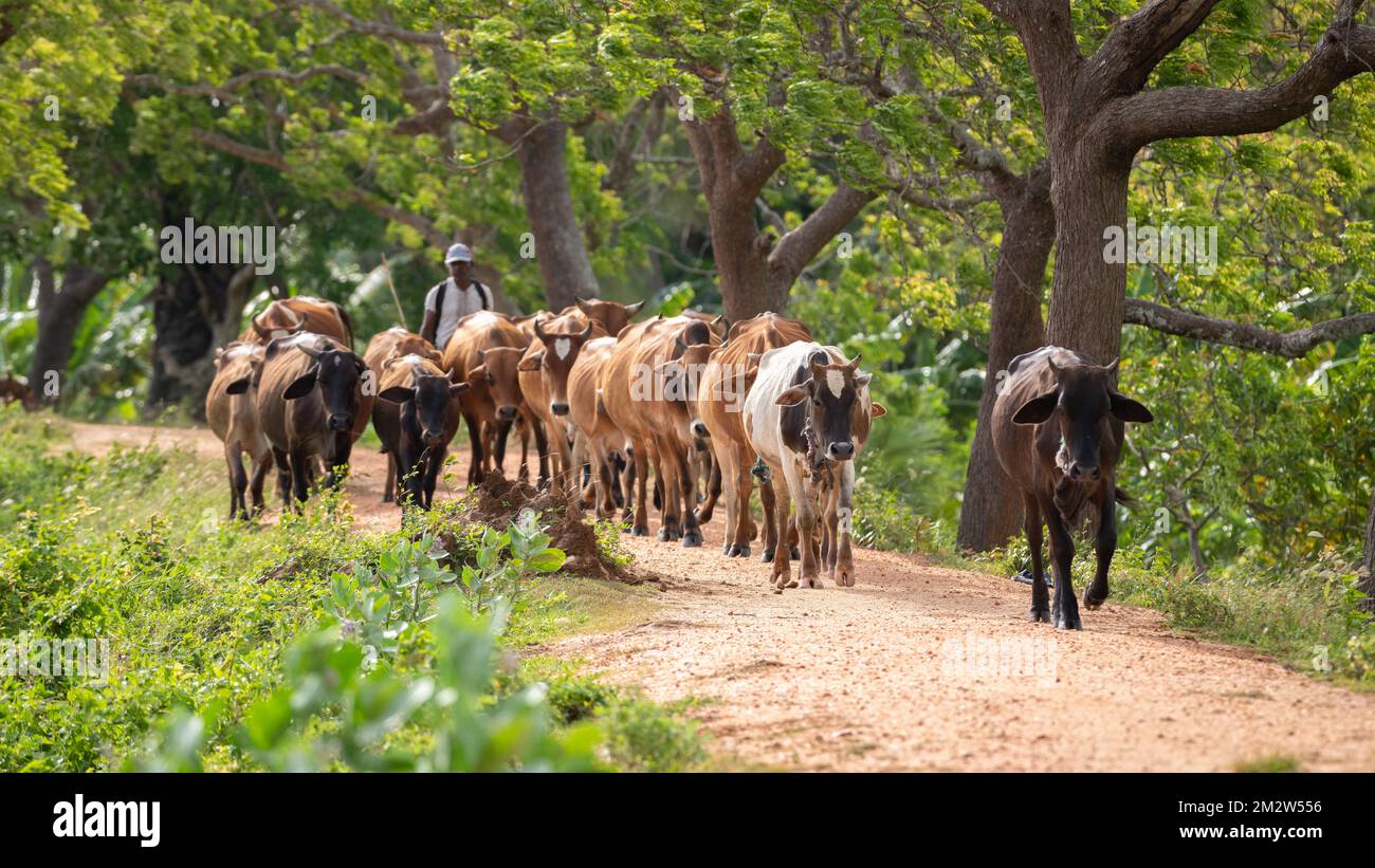 Cattleman und das Vieh laufen auf der Schotterstraße. Eine große Kuhherde, die zum Hof, zu ländlichen Dörfern und zu Kulturlandschaften in Anuradhapura geführt wird, Stockfoto