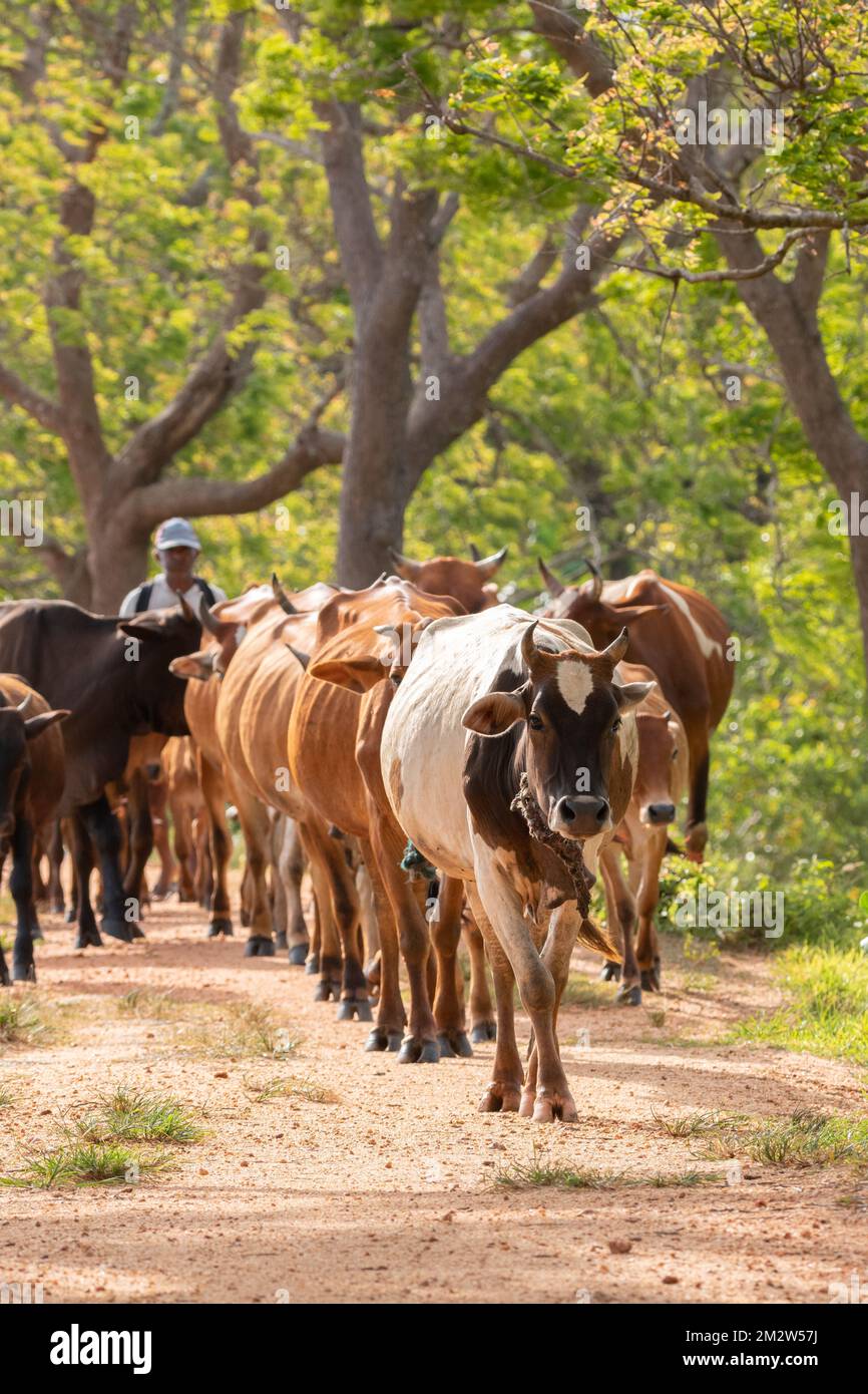 Cattleman und das Vieh laufen auf der Schotterstraße. Ländliche Dörfer und Kulturlandschaft in Anuradhapura, Sri Lanka. Stockfoto