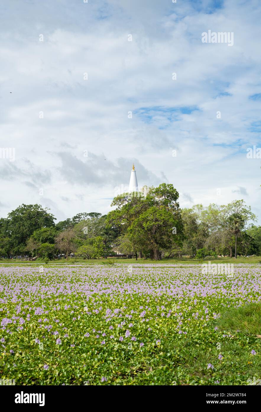 Blühendes Frühlingsfeld, wilde Blüten und das ferne Ruwanweli Maha Seya in Anuradhapura. Stockfoto