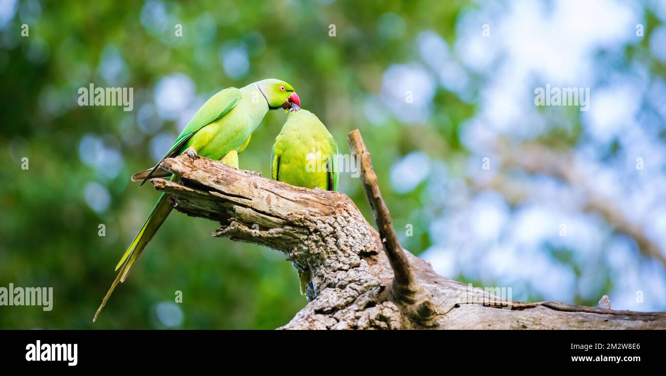 Der männliche Sittich mit Rosenring füttert das Weibchen als Teil des Hofreifrituals und speist das Futter in den Mund des weiblichen Vogels. Stockfoto