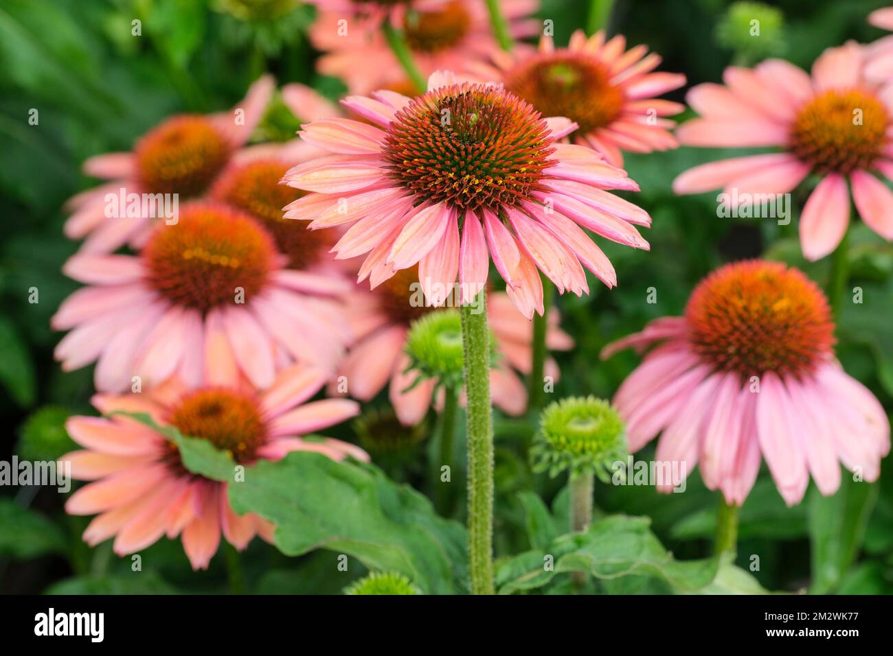 Echinacea Mooodz Satisfy, Mooodz Series, coneflower Mooodz Satisfy, Echinacea Hilmoosati, Echinacea Satisfy, perennial coneflower bright, deep pink-or Stockfoto