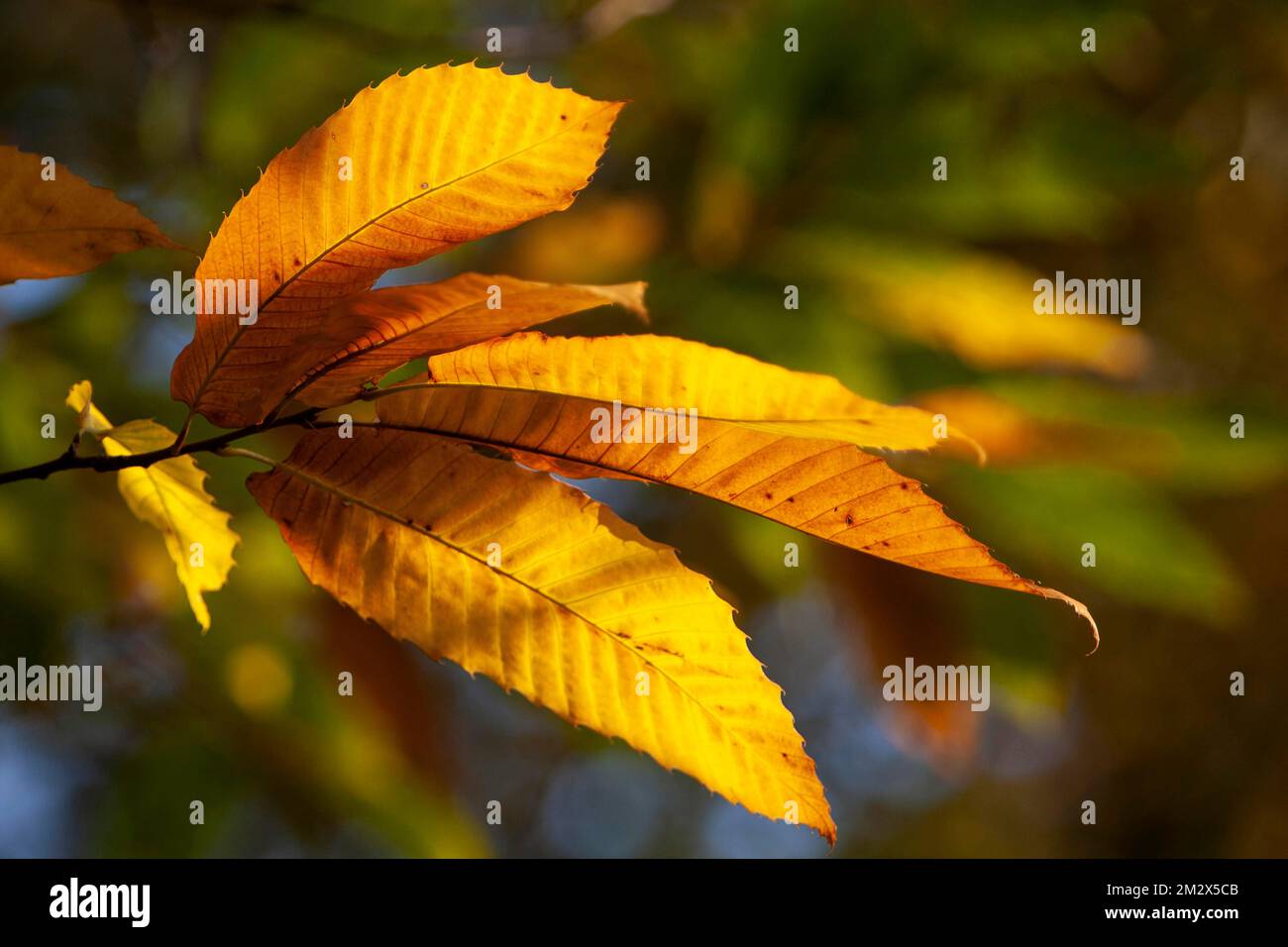 Süße Kastanie (Castanea sativa), Herbst, Pfalz, Rheinland-Pfalz, Deutschland Stockfoto