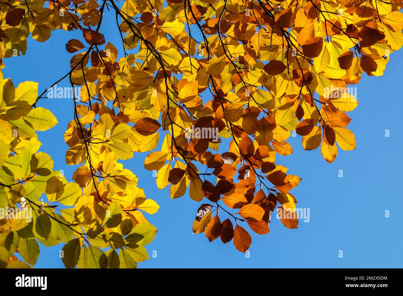 Buchenblätter im Herbst, Hintergrundbeleuchtung, Münsterland, Nordrhein-Westfalen Stockfoto