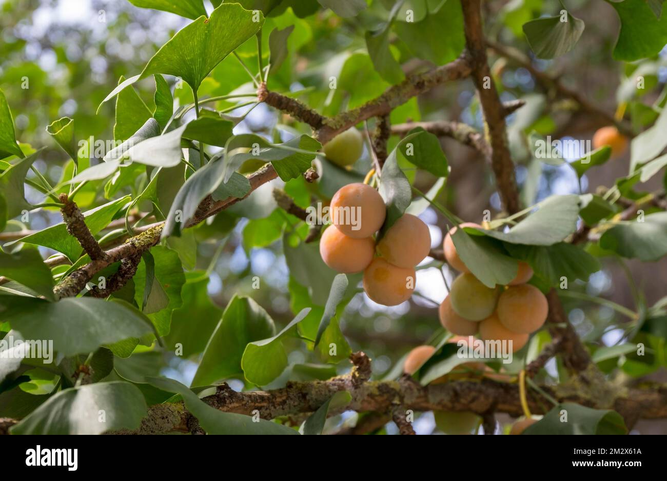 Gingko (Gingko biloba) with Fruits, Baden-Württemberg, Deutschland Stockfoto