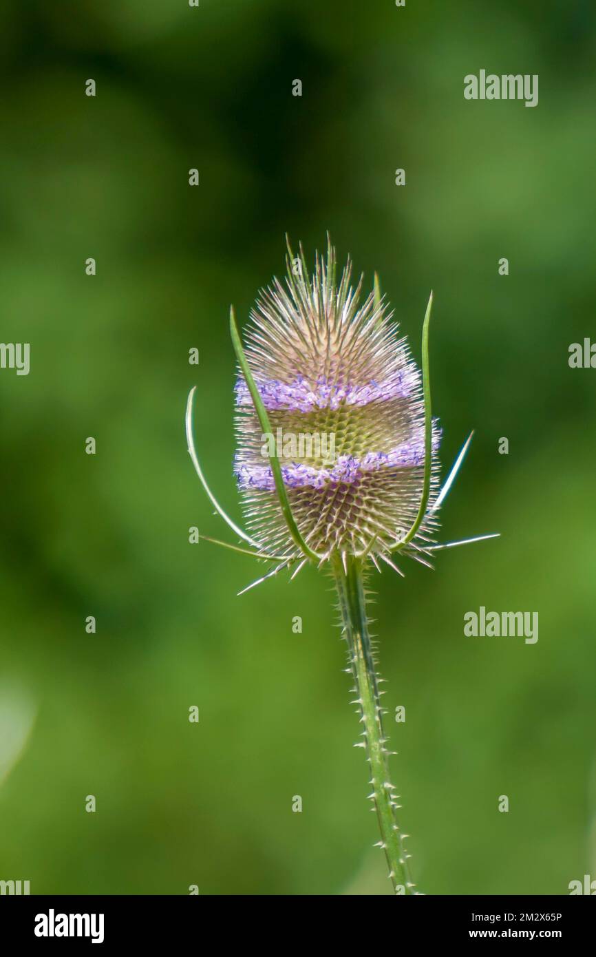 Wilde Kardonen (Dipsacus fullonum L. SYN. : Dipsacus sylvestris Huds.), Inflorescence, Rheinland-Pfalz, Deutschland Stockfoto