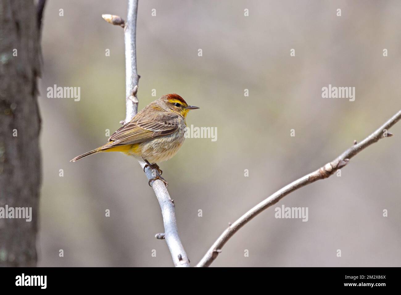 Der Pinienschwinger stand auf einem Ast und blickte nach außen. Stockfoto