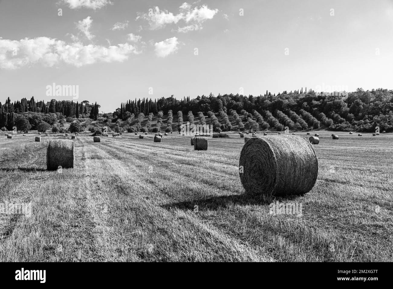 Strohballen auf dem geernteten Feld, Schwarzweißfoto, in der Nähe von Massa Marittima, Toskana, Italien Stockfoto