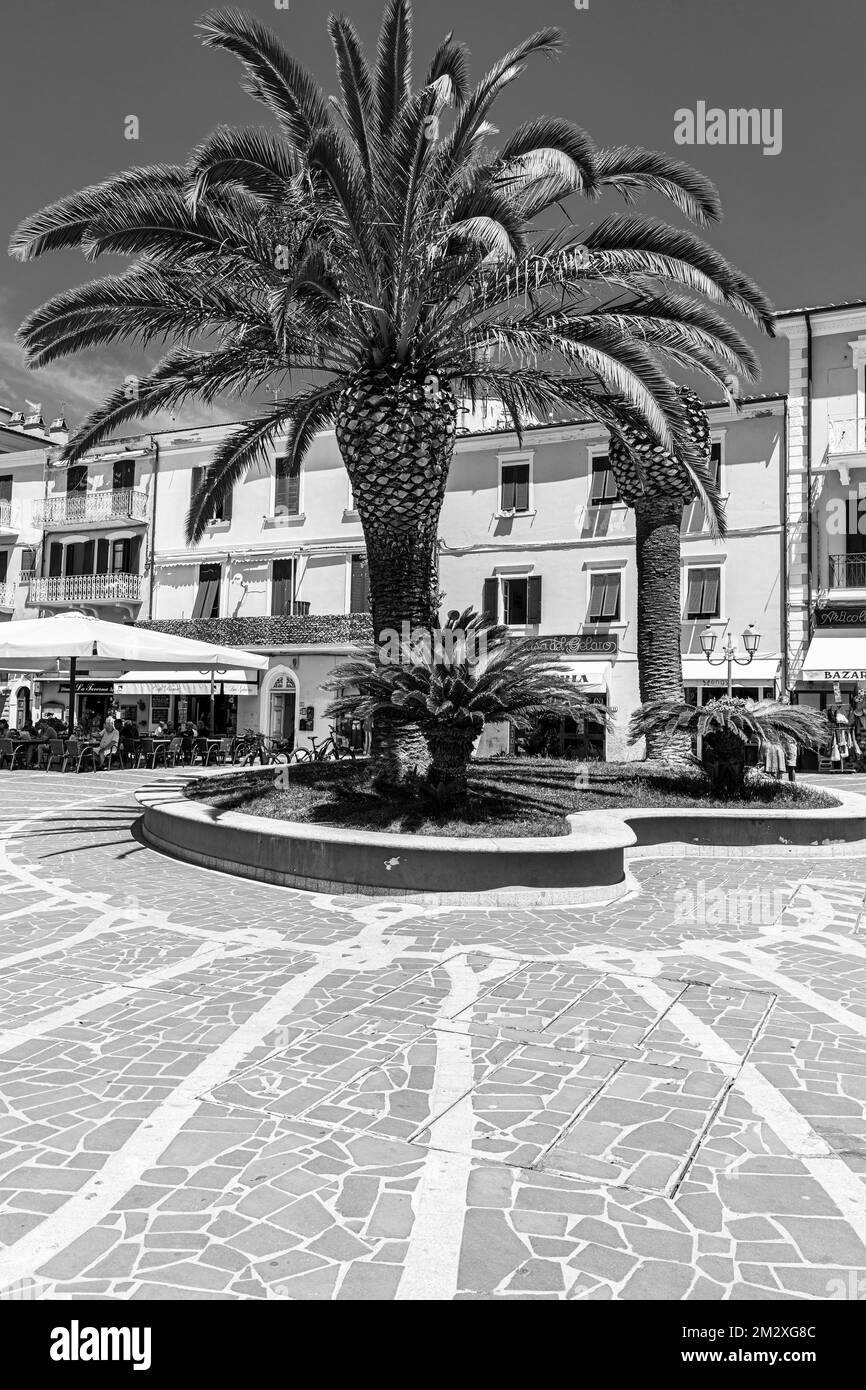 Palmen (Arecales) auf der Piazza Giacomo Matteotti, Schwarzweißfoto, Porto Azzurro, Elba, toskanische Inselgruppe, Toskana, Italien Stockfoto