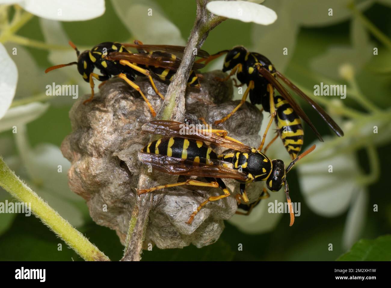 Französische Wespen, drei Tiere, die im Nest sitzen und andere sehen Stockfoto