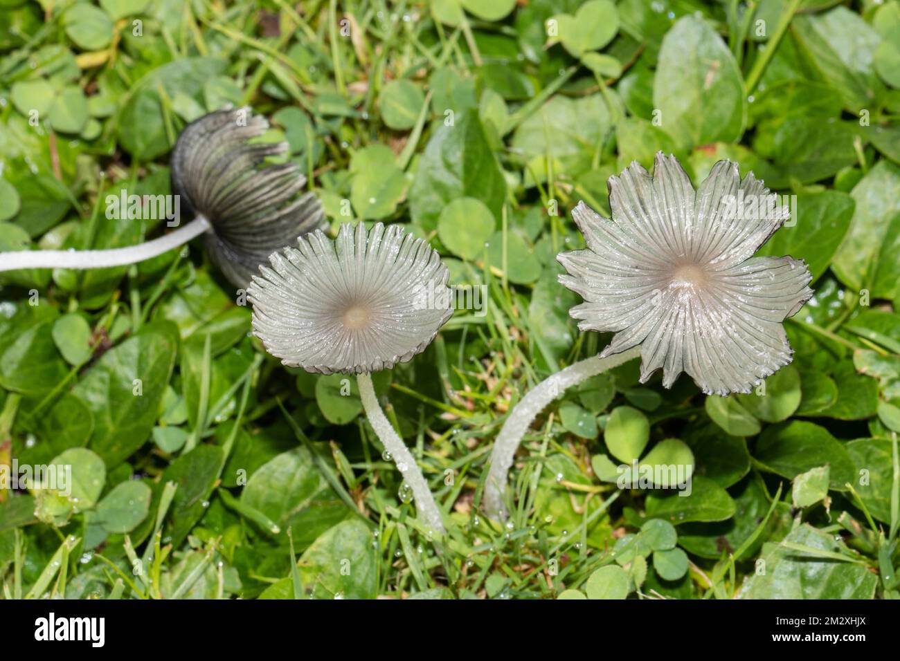 Die flockige Scheibchentintintete zwei fruchtbare Körper mit weißlichen Stämmen und Kappen Seite an Seite in grünem Gras Stockfoto