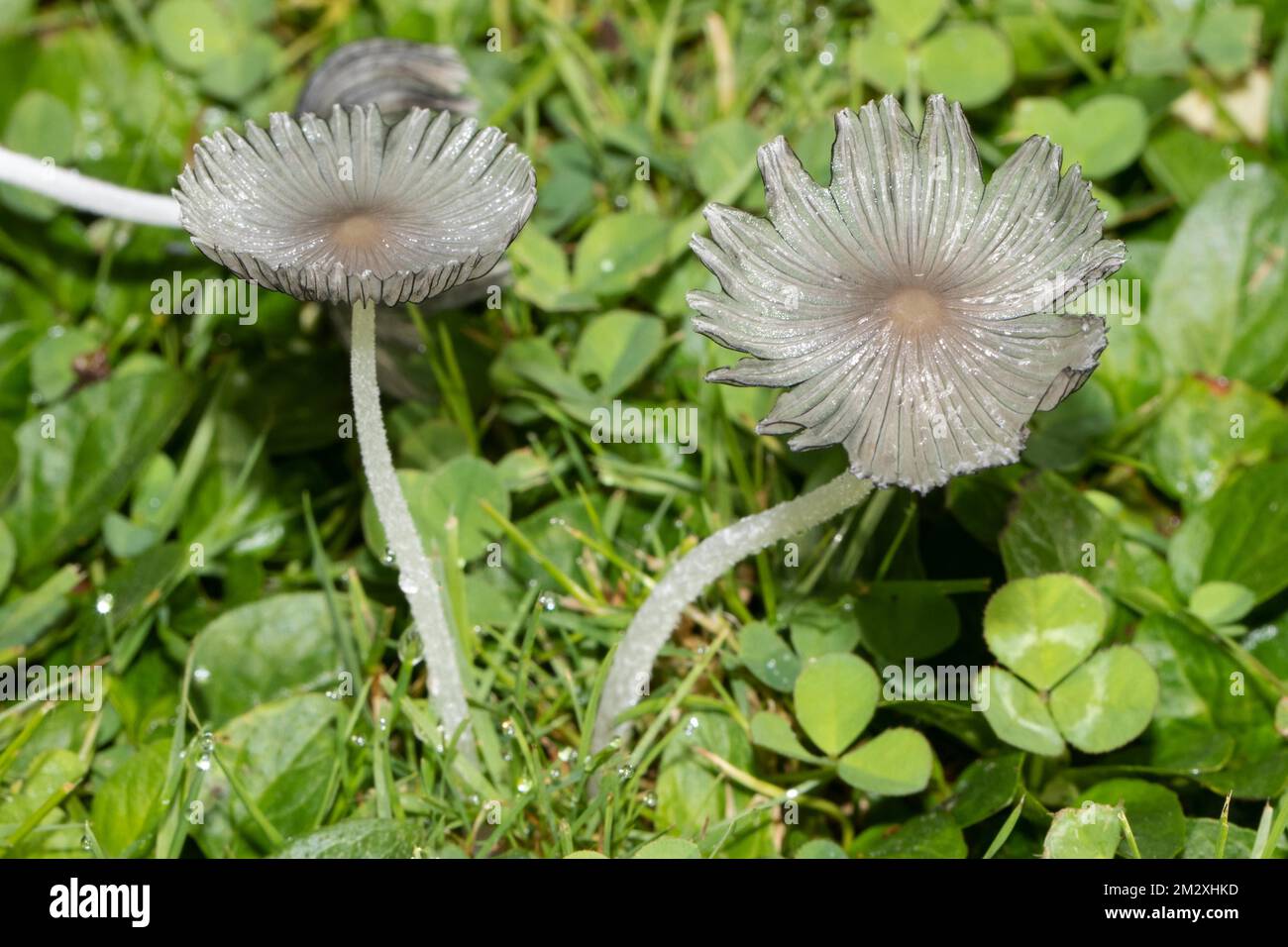 Die flockige Scheibchentintintete zwei fruchtbare Körper mit weißlichen Stämmen und Kappen Seite an Seite in grünem Gras Stockfoto