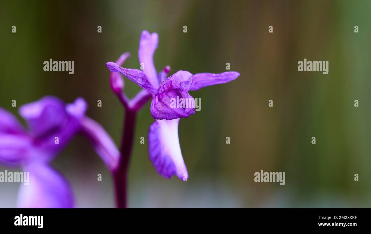 Makroaufnahme, violette Blume, wahrscheinlich Orchidee, Hintergrund verschwommen, Alike Lefkimis, Feuchtgebiete im Südosten, Korfu, Ionische Inseln, Griechenland Stockfoto