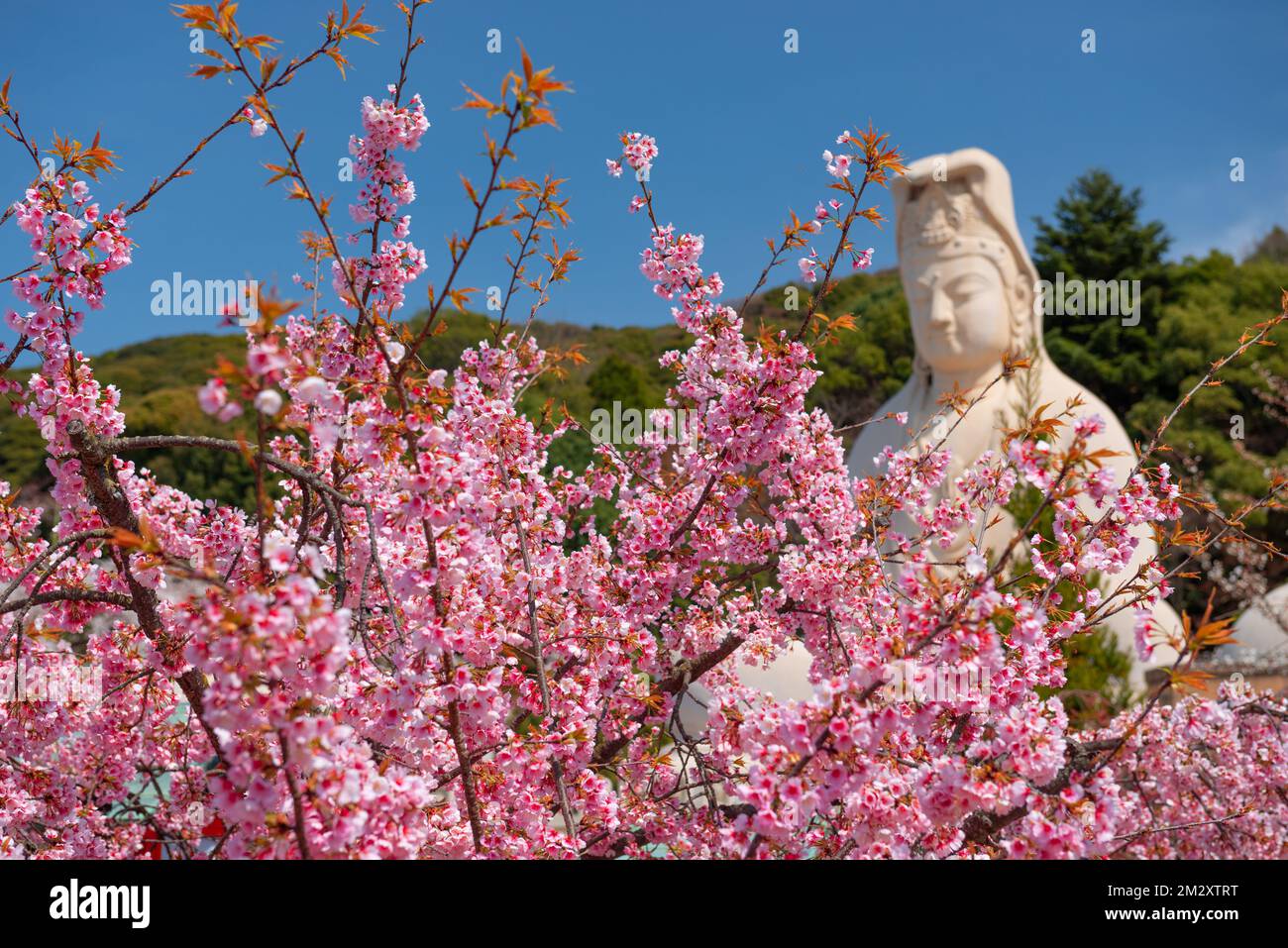 Kyoto, Japan auf dem Weg der Philosophen im Frühling. Stockfoto