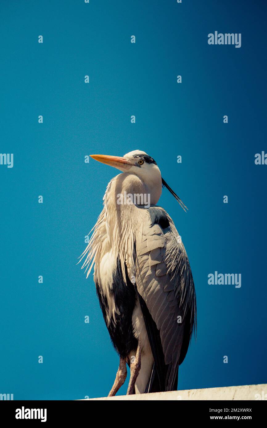 Süße Vogel als Bild der Tierwelt und Natur Stockfoto