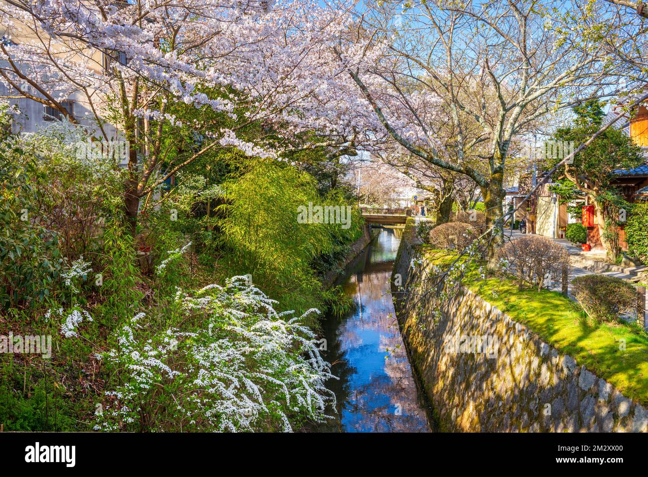 Kyoto, Japan auf dem Weg der Philosophen im Frühling. Stockfoto