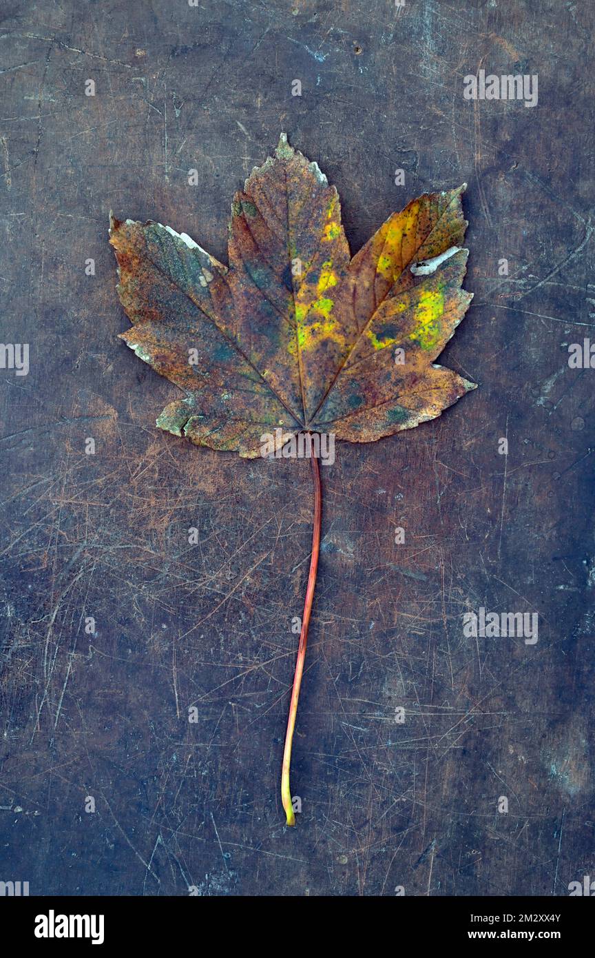 Einzelnes Herbstblatt und -Stiel aus Sycamore oder Ahornholz oder Acer pseudoplatanus-Baum, der auf abriebenem Leder liegt Stockfoto