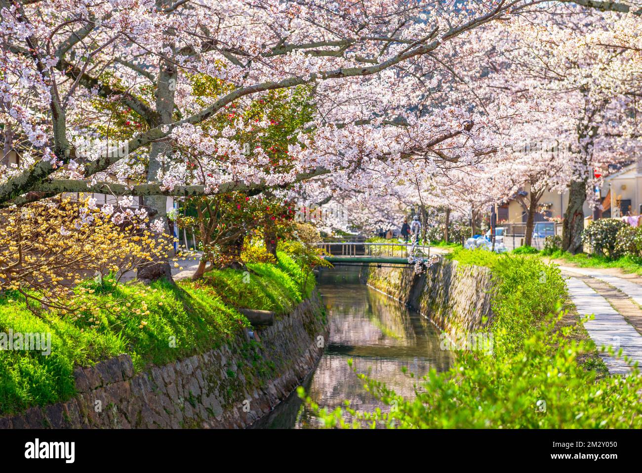 Kyoto, Japan auf dem Weg der Philosophen im Frühling. Stockfoto