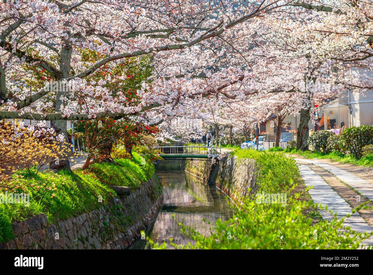 Kyoto, Japan auf dem Weg der Philosophen im Frühling. Stockfoto