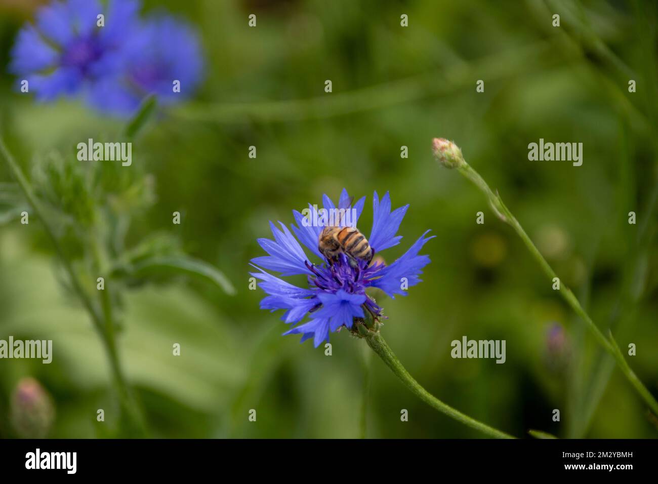 westliche Honigbienen sammeln Pollen aus leuchtend blauen Kornblumen, auch bekannt als Junggesellen-Knopf Stockfoto