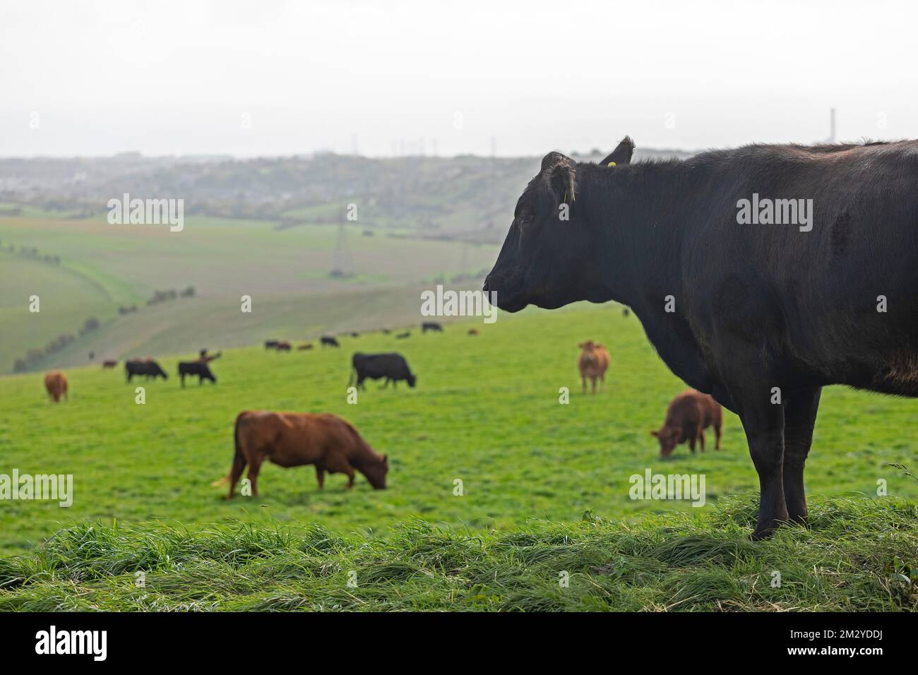 Vieh auf der Weide, South Downs Way nahe Shoreham by Sea, West Sussex, England, Großbritannien Stockfoto