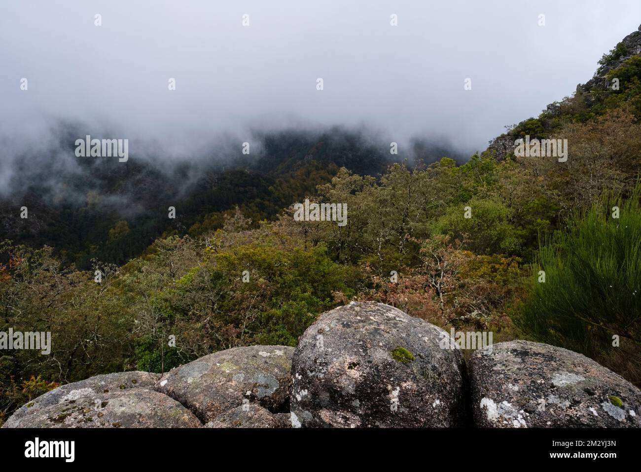 Nationalpark Peneda Gerês, Portugal - 29. Oktober 2021 : Nebel in Mata da Albergaria Stockfoto