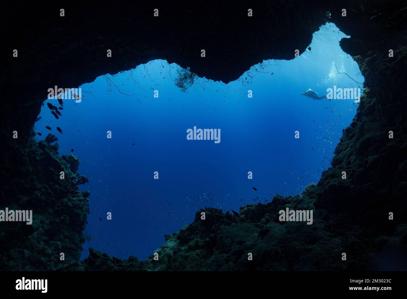Ein Technologietaucher mit einer Seitenhalterung im Hintergrund, der an einer Höhle im Roten Meer vorbeifährt Stockfoto
