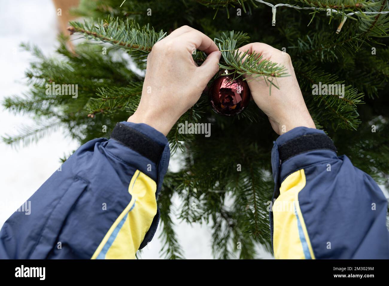 Männliche Hände hängen eine braune Glaskugel an einen lebenden Weihnachtsbaum Stockfoto