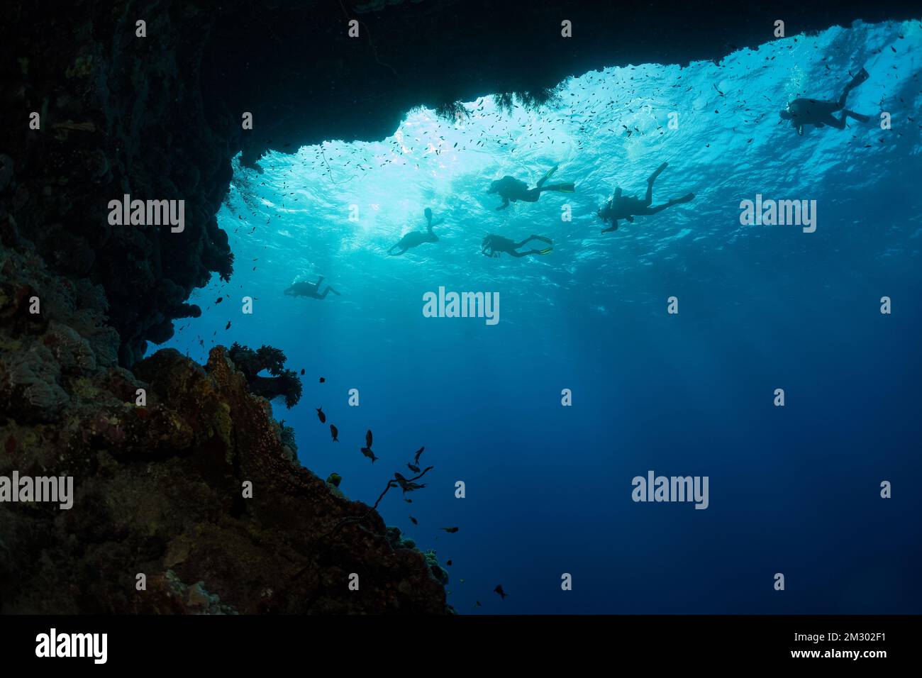 Ein Haufen Taucher im Hintergrund schwimmen entlang einer Höhle im Roten Meer Stockfoto