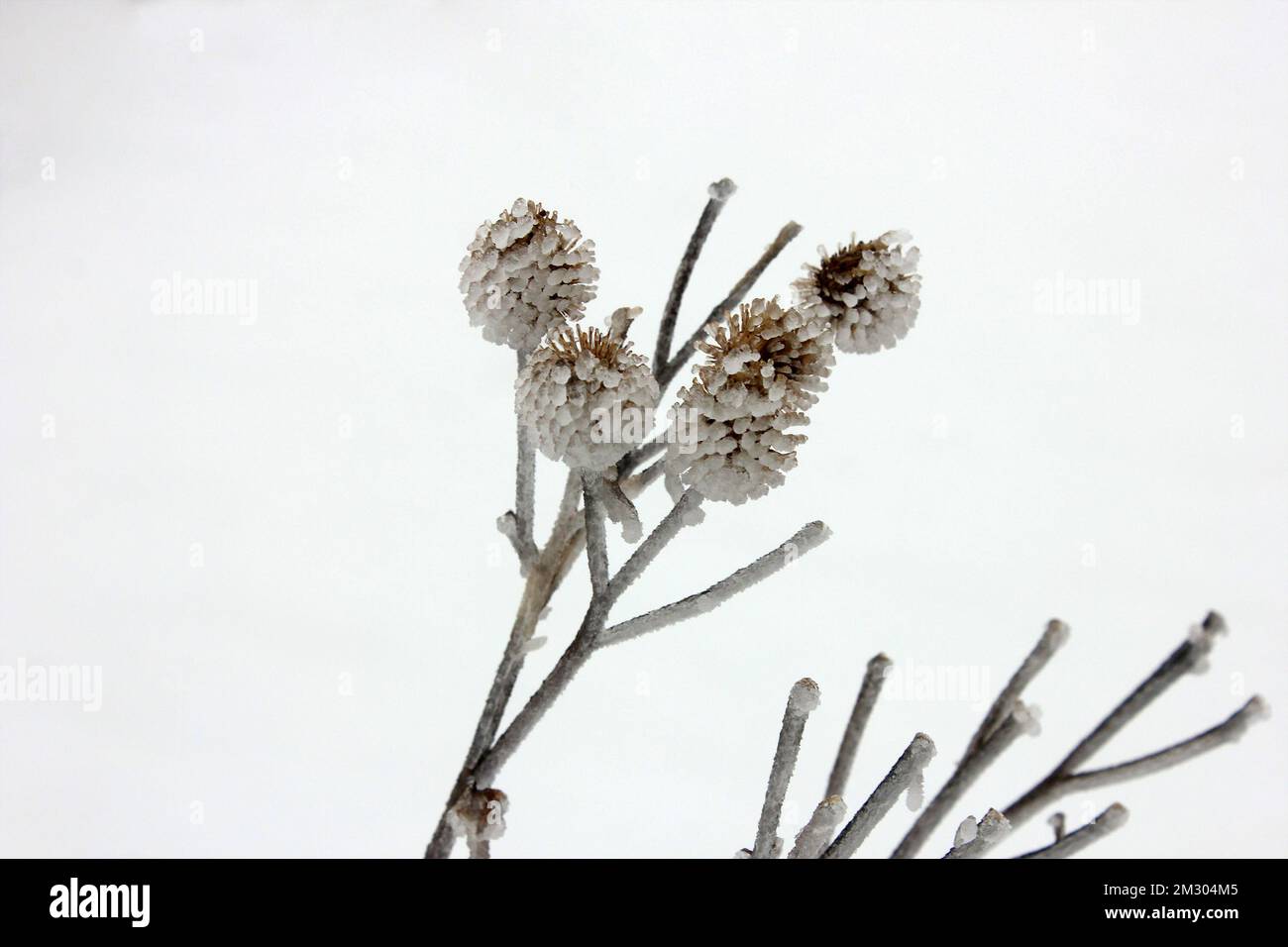 Ein Dorn bedeckt mit Eis im Schnee. Stockfoto