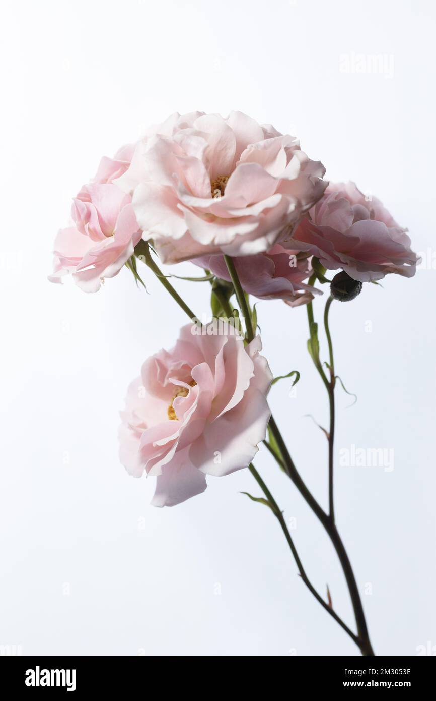 Hellrosa Rosen mit Stielen auf weißem Hintergrund. Stockfoto