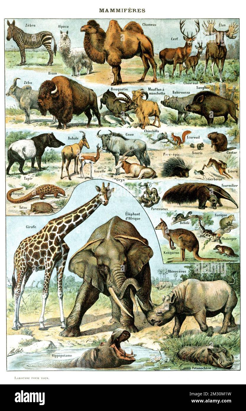 Adolphe Millot (1857–1921) Mammiferes A-pour Tous - Tierplakat - Illustrationen für Le Larousse pour Tous - Vintage-Tierillustration Stockfoto