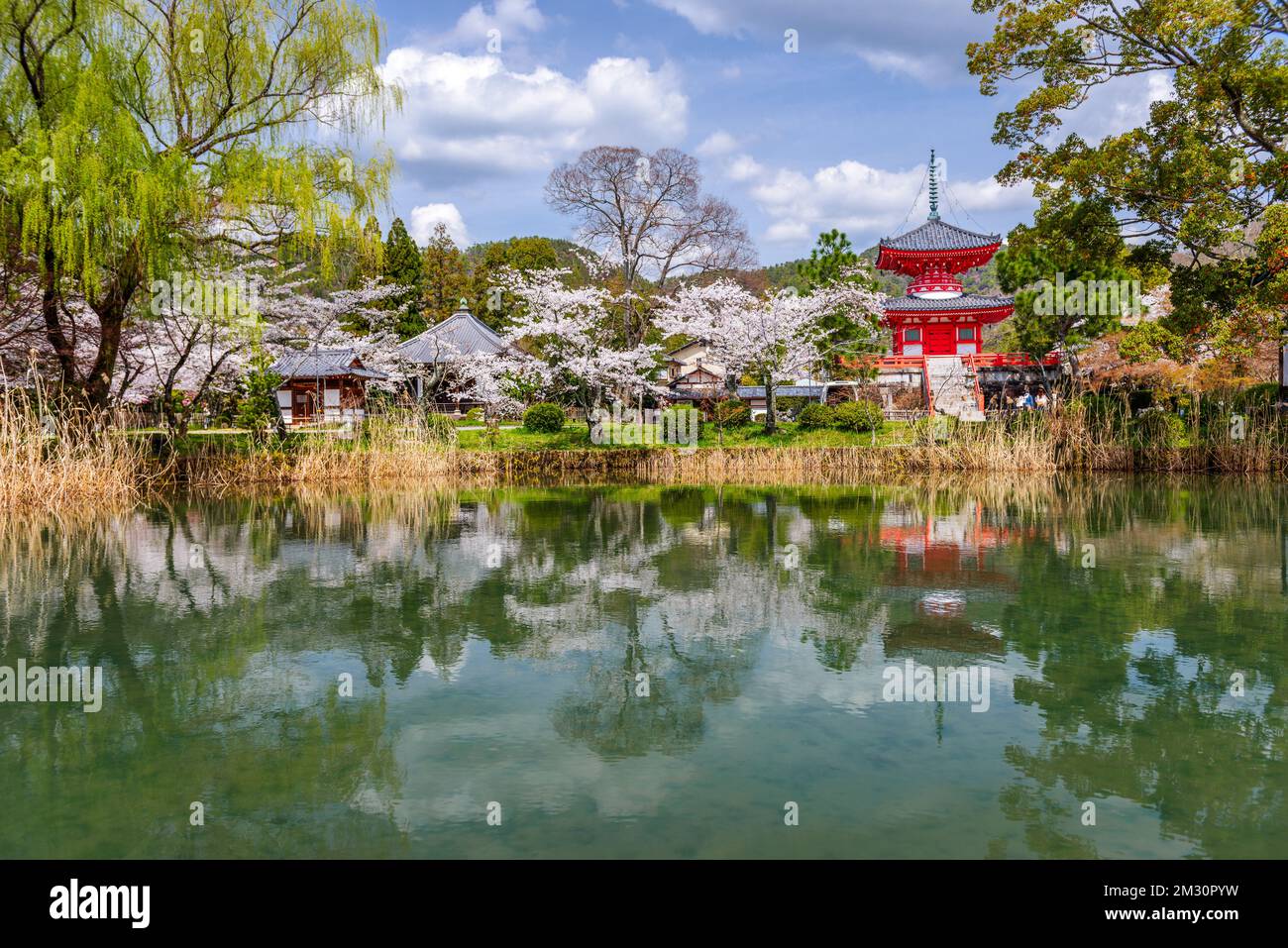 Kyoto, Japan im Daikaku-ji-Tempel im Frühling. Stockfoto