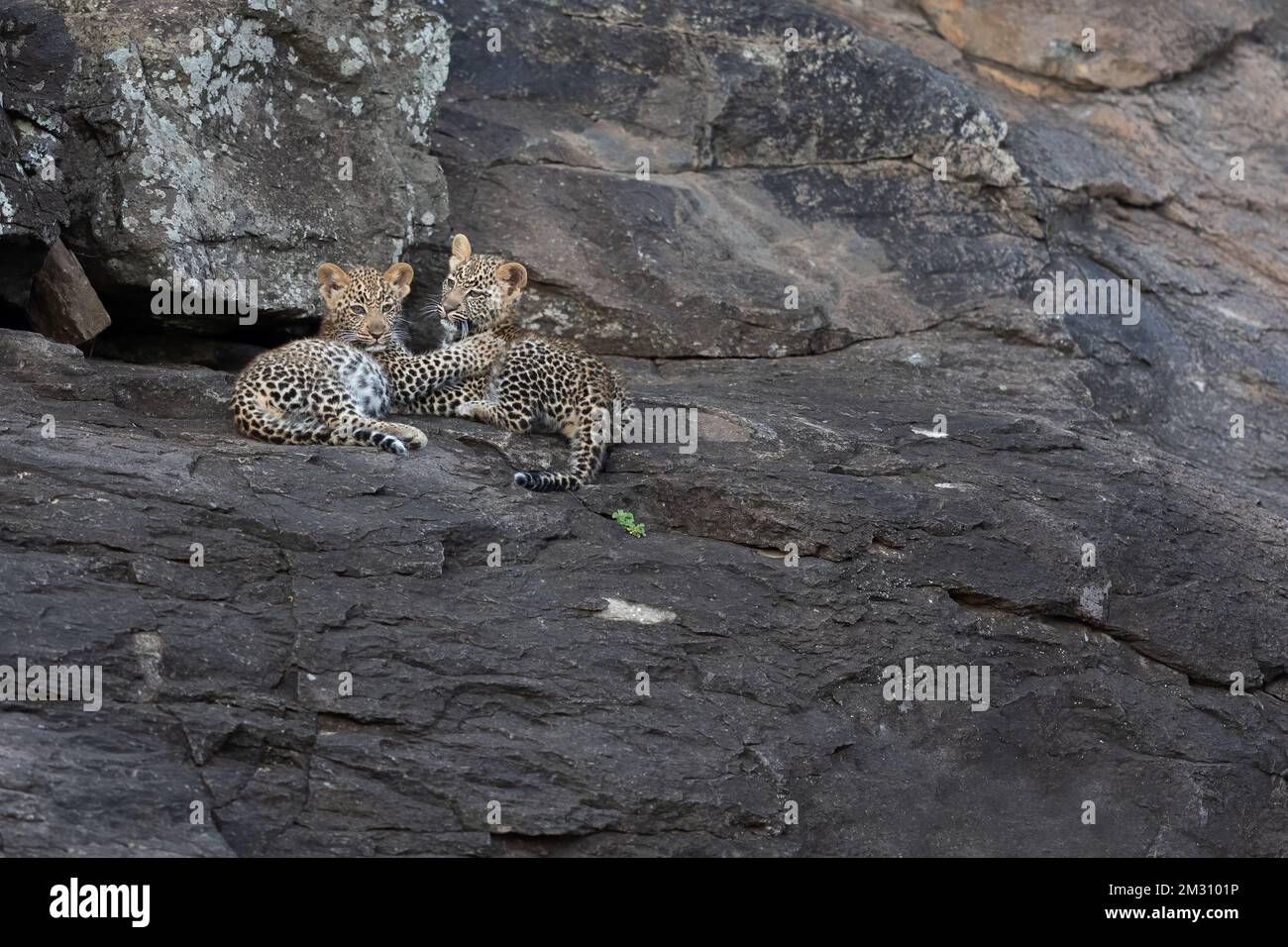 Zwei kleine Leopardenjungen spielen auf einem Stein und warten auf ihre Mutter, Masai Mara, Olare Motorogi Conservancy, Kenia. Stockfoto