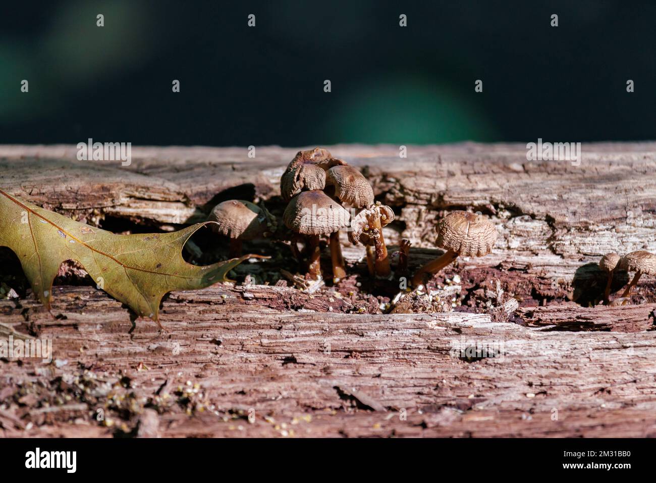 Wilde Pilze, Pilze wachsen auf einem toten Baumstamm in einem Wald mit einem roten Eichenblatt daneben, mit Kopierraum Stockfoto